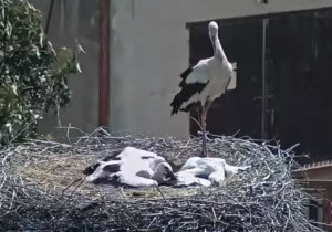 Slika pregleda web-kamere Storks Žichlínek